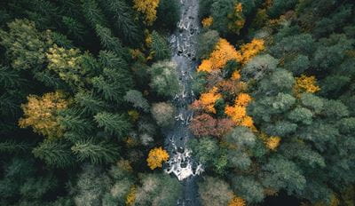 Aerial forest stream