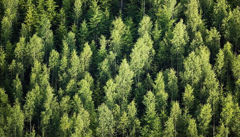 Aerial view of forest