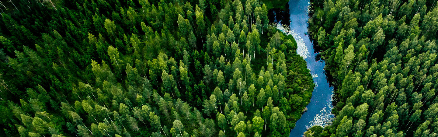 River winding through a dense green forest