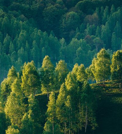 Sunlight falling on cluster of green trees on a hillside, with a darker forest in the background.