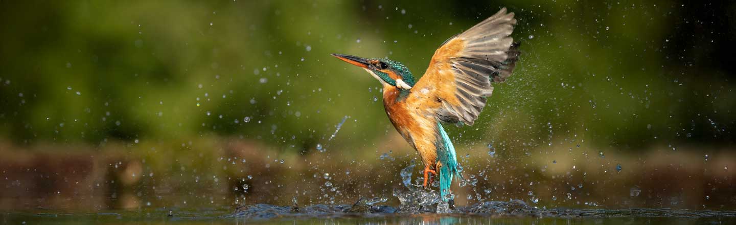 A kingfisher bird splashes water