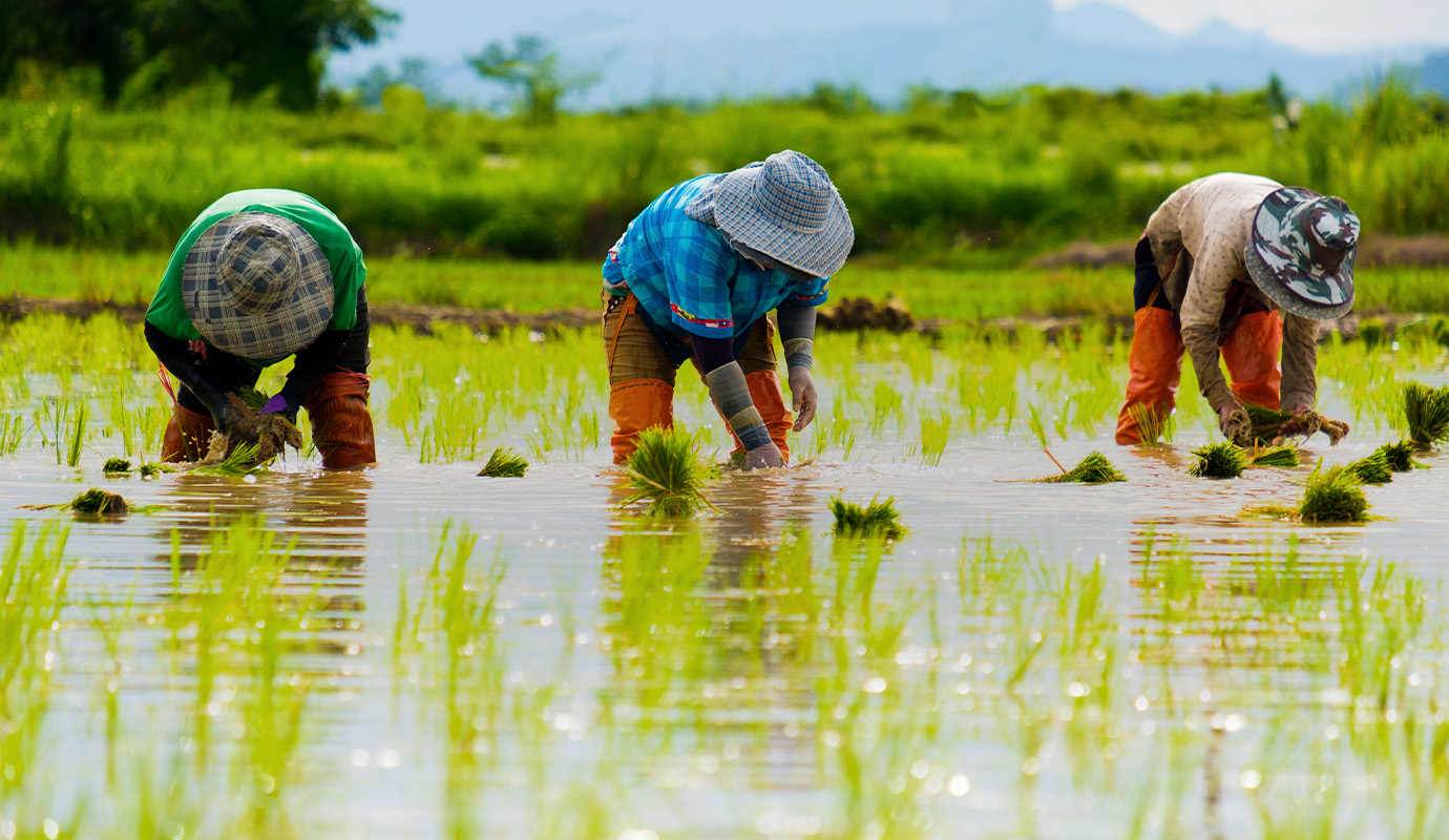 Rice field workers planting seedings